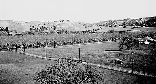 A black and white photo of a rural landscape featuring rows of trees, open fields, a dirt road, and distant hills.