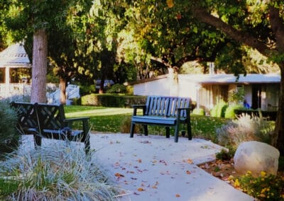 Two benches underneath a tree