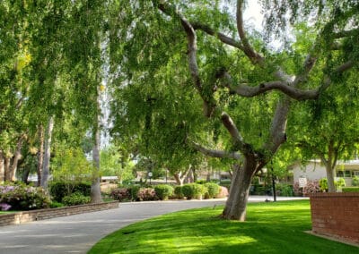 Walkway next to a tree