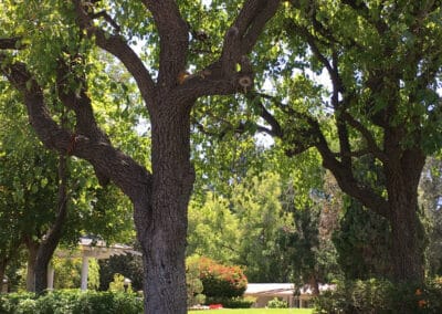 Trees in brick planters